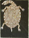 Djangil - Pig nosed Turtle by Lofty Bardayal Nadjamerrek at Annandale Galleries