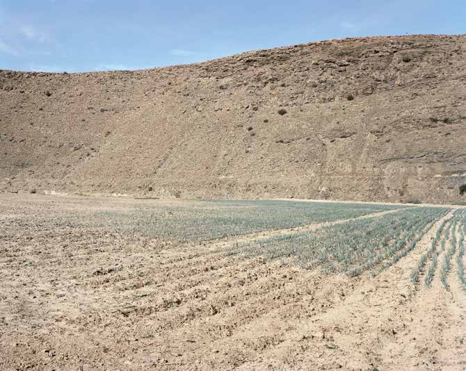 Onions, Viskuil, Laingsburg, Karoo. 27 May 2010 by David Goldblatt at Annandale Galleries