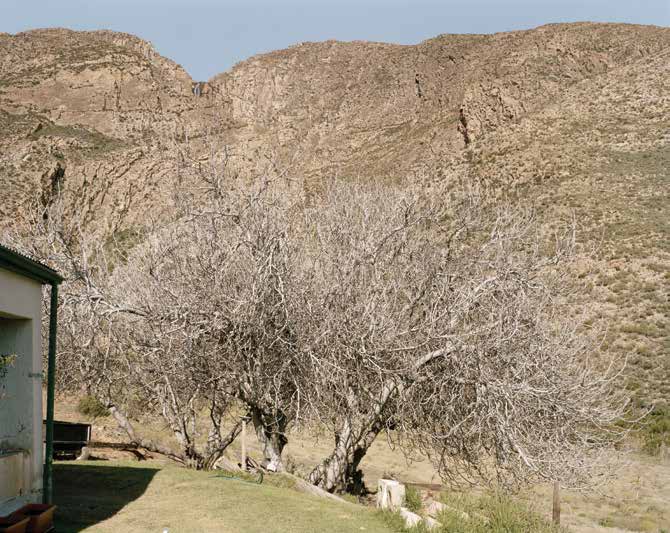 Geoff Grundlingh's fig trees, Klein Swartberg, Western Cape, 14 July 2008 by David Goldblatt at Annandale Galleries