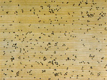 Black Ants by Ed Ruscha at Annandale Galleries