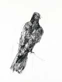 Bird (Paris) by William Kentridge at Annandale Galleries