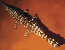 Crocodile by Bob Burruwal at Annandale Galleries