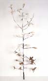 Tree at Korleme by Lena Yarinkura at Annandale Galleries