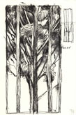 Untitled (Canopy Study) by Howard Taylor at Annandale Galleries