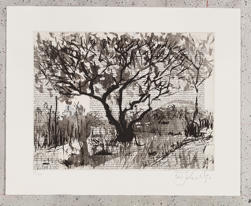 Tree Century by William Kentridge at Annandale Gallery