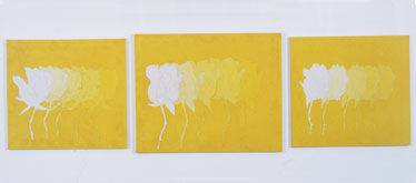 A Rose is A Rose...Plato (triptych) by Denise Green at Annandale Galleries