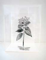 Dry Leaves by Zadok Ben-David at Annandale Galleries