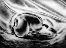 I Roll & I Tumble by Kim Spooner at Annandale Galleries