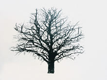 Untitled by Zadok Ben-David at Annandale Galleries