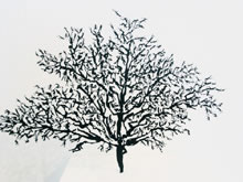 Untitled by Zadok Ben-David at Annandale Galleries