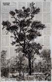 To Outlive the Tree by William Kentridge at Annandale Galleries