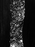 CINAMNESIA - still by Nikki Walkerden at Annandale Galleries