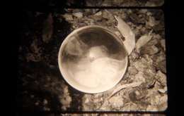 Undefined Definition II - Still 2 by Nikki Walkerden at Annandale Galleries