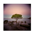 Mangrove Tree by Sally Mayman at Annandale Galleries