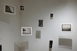 Nature's Pencil - Install View 3 by Benjamin Stone-Herbert at Annandale Galleries