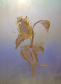 Sonnenblume II by Michael McInerney at Annandale Galleries