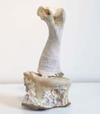 Bone - Black Hoops by Andrew Blake at Annandale Galleries