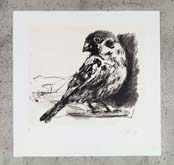 Untitled (Bird Variation I) by William Kentridge at Annandale Galleries
