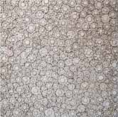 Weiß Koralle by Tanya Stubbles at Annandale Galleries