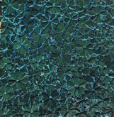 Blume Koralle by Tanya Stubbles at Annandale Galleries