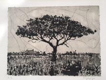 Acacia by William Kentridge at Annandale Galleries